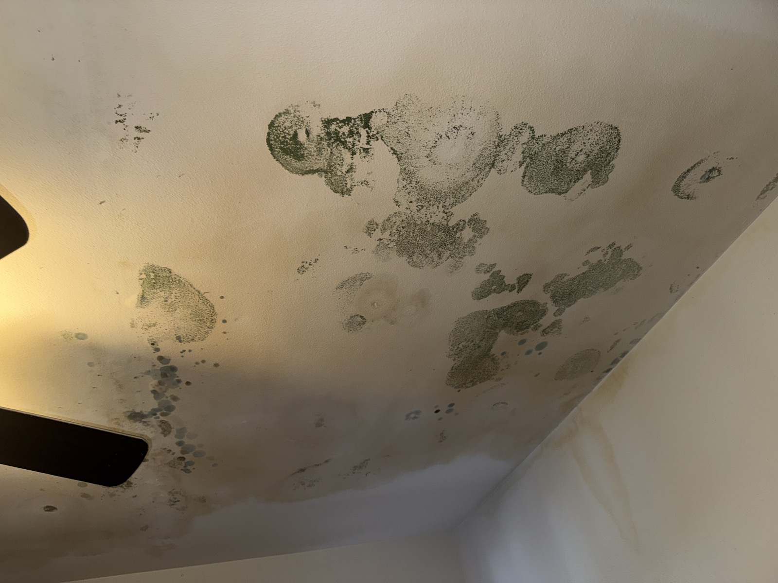 Photo 1 for issue: Roof leak & mold from the abandoned Unit 506 above