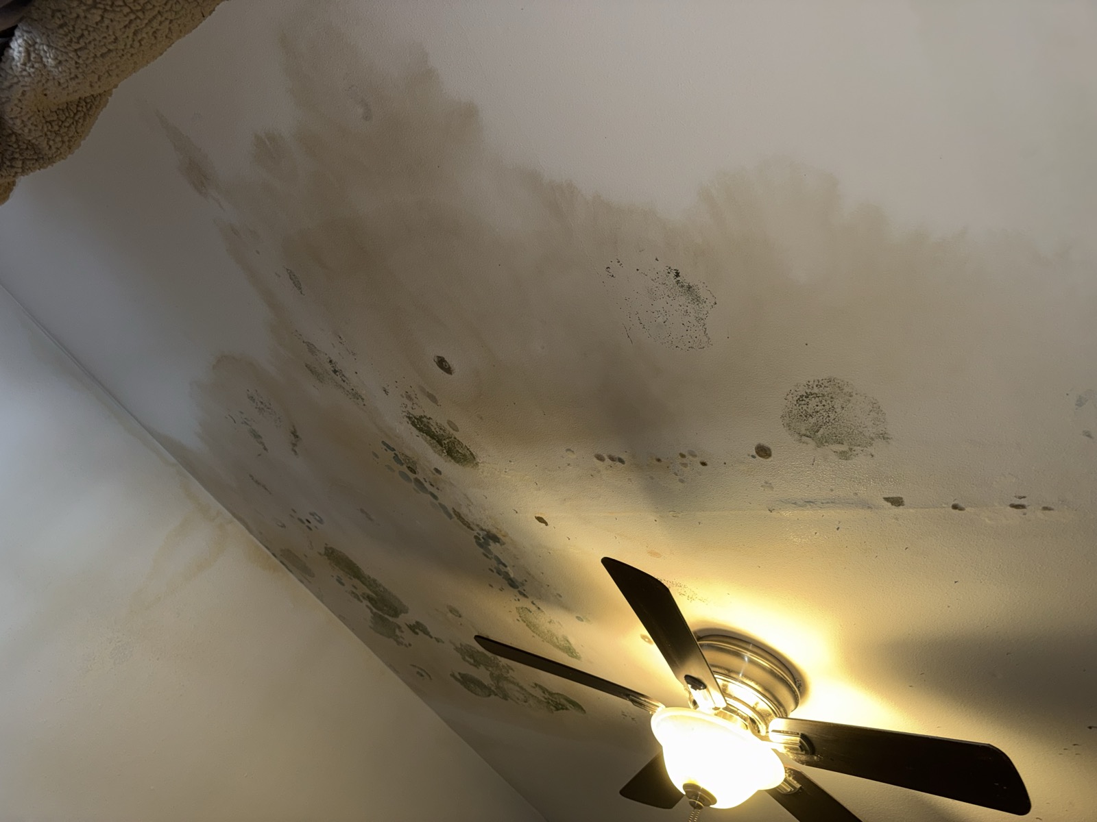 Photo 2 for issue: Roof leak & mold from the abandoned Unit 506 above