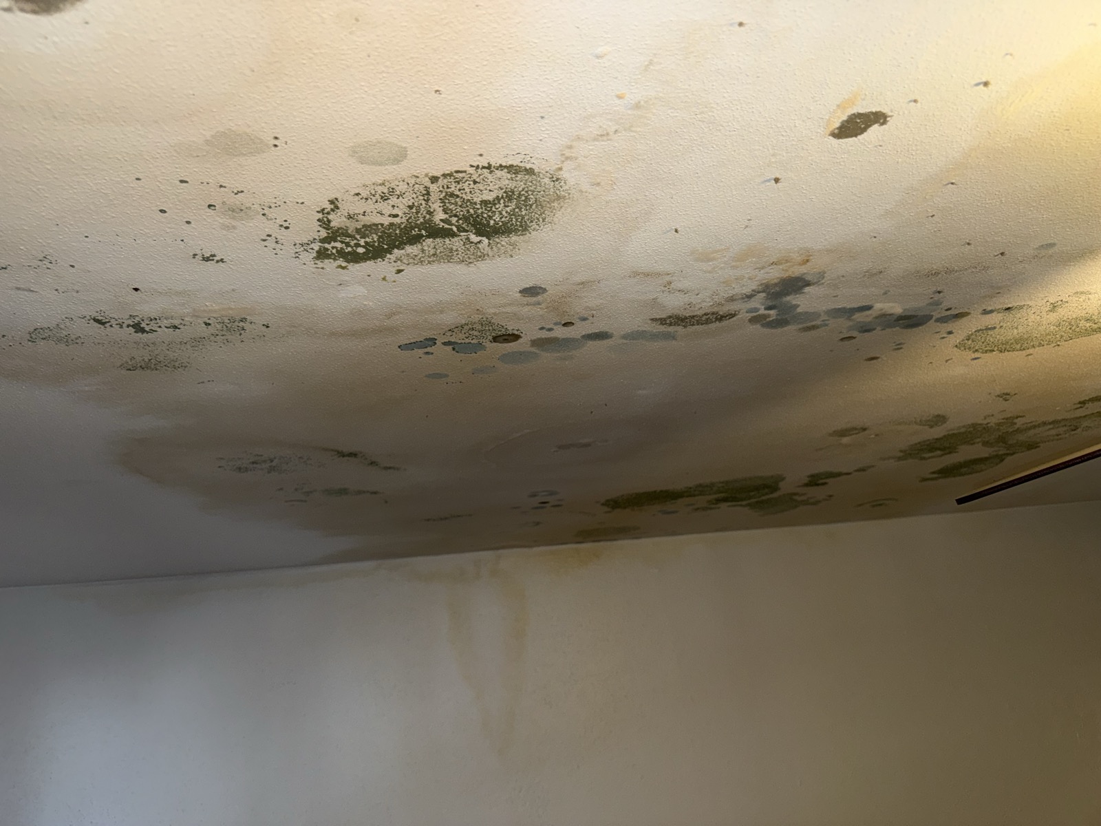 Photo 3 for issue: Roof leak & mold from the abandoned Unit 506 above